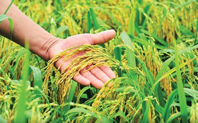 Hướng dẫn sử dụng phân bón hiệu quả