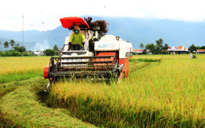 Hướng dẫn sử dụng phân bón hiệu quả